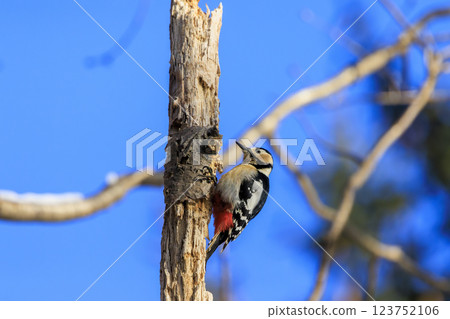 Great spotted woodpecker, a member of the woodpecker family, photographed in Hokkaido 123752106