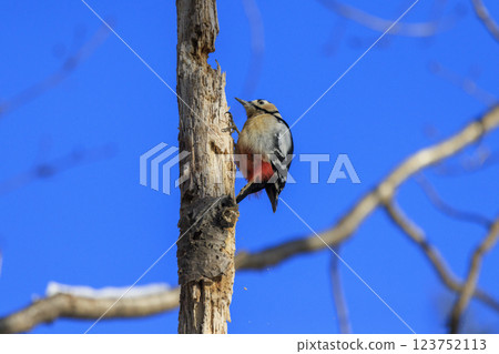 Great spotted woodpecker, a member of the woodpecker family, photographed in Hokkaido Great spotted woodpecker, a member of the woodpecker family, photographed in Hokkaido 123752113