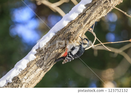 Great spotted woodpecker, a member of the woodpecker family, photographed in Hokkaido Great spotted woodpecker, a member of the woodpecker family, photographed in Hokkaido 123752132