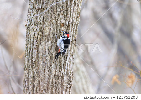 大斑啄木鳥,啄木鳥家族的一員,在北海道拍攝 大斑啄木鳥,啄木鳥家族的一員,在北海道拍攝 123752208