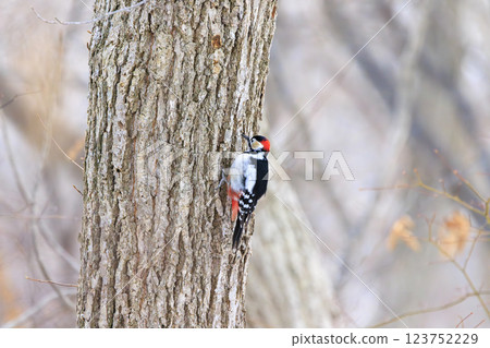 Great spotted woodpecker, a member of the woodpecker family, photographed in Hokkaido 123752229