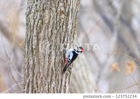 大斑啄木鳥,啄木鳥家族的一員,在北海道拍攝 大斑啄木鳥,啄木鳥家族的一員,在北海道拍攝 123752234