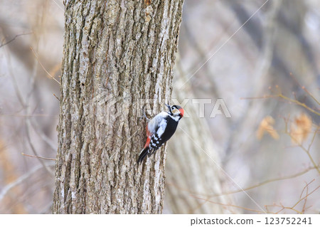 Great spotted woodpecker, a member of the woodpecker family, photographed in Hokkaido Great spotted woodpecker, a member of the woodpecker family, photographed in Hokkaido 123752241