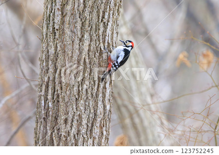 大斑啄木鳥,啄木鳥家族的一員,在北海道拍攝 大斑啄木鳥,啄木鳥家族的一員,在北海道拍攝 123752245