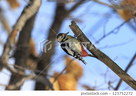 Great spotted woodpecker, a member of the woodpecker family, photographed in Hokkaido 123752272
