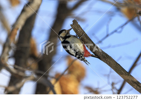 Great spotted woodpecker, a member of the woodpecker family, photographed in Hokkaido 123752277