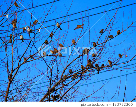 Sparrow tree 123752300