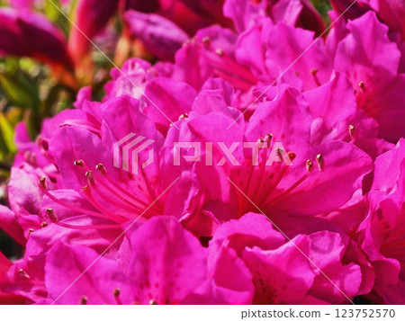Azalea's flower Azalea's flower 123752570