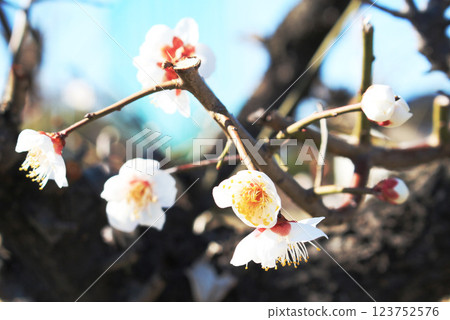 I took a photo of white plum blossoms that stand out against the blue sky. I took a photo of white plum blossoms that stand out against the blue sky. 123752576
