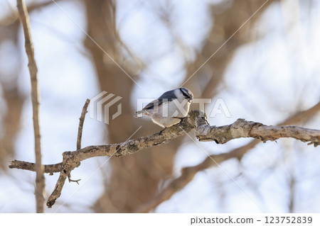 在北海道拍攝到的五子雀 123752839