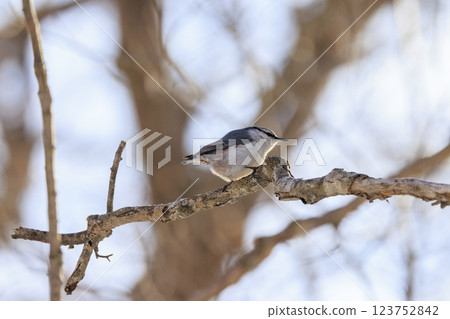 在北海道拍攝到的五子雀 123752842