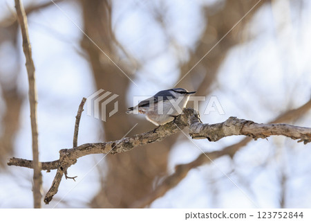 在北海道拍攝到的五子雀 123752844