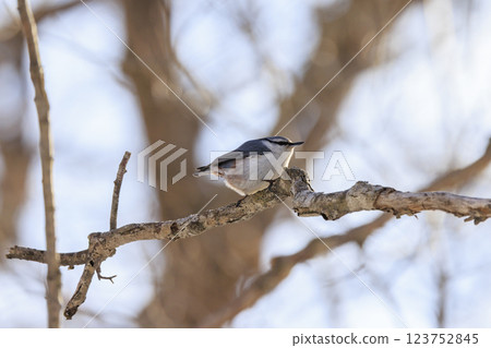在北海道拍攝到的五子雀 123752845