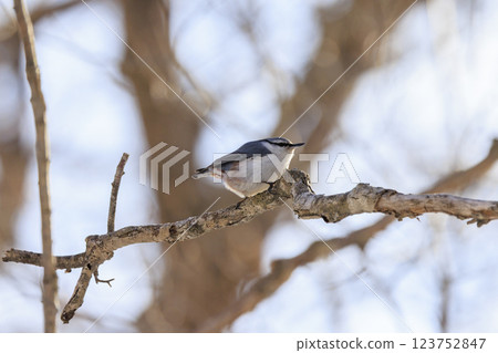 在北海道拍攝到的五子雀 在北海道拍攝到的五子雀 123752847