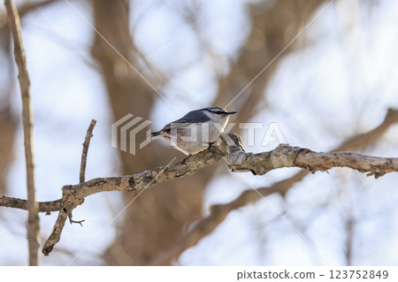 Nuthatch Photographed in Hokkaido 123752849