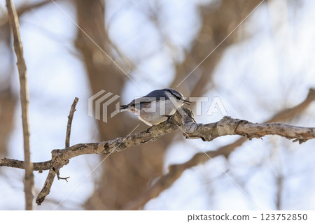 Nuthatch Photographed in Hokkaido 123752850