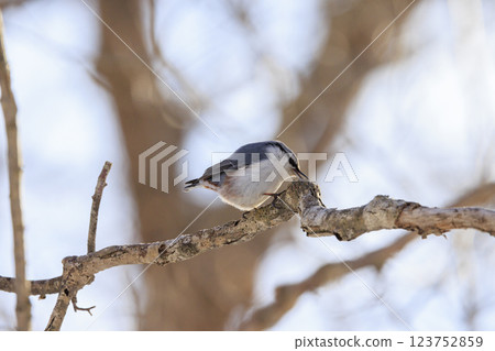 在北海道拍攝到的五子雀 123752859