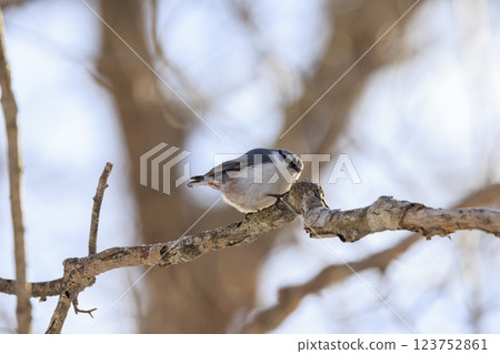 在北海道拍攝到的五子雀 123752861