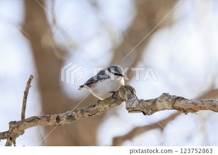 Nuthatch Photographed in Hokkaido 123752863