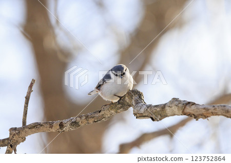 在北海道拍攝到的五子雀 123752864