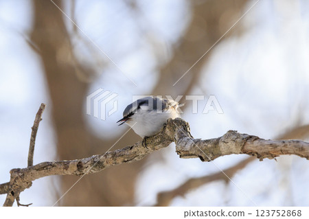 在北海道拍攝到的五子雀 123752868