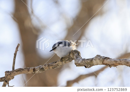 Nuthatch Photographed in Hokkaido Nuthatch Photographed in Hokkaido 123752869