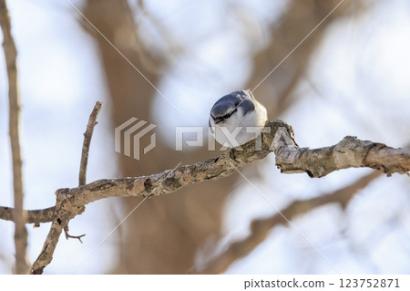 Nuthatch Photographed in Hokkaido Nuthatch Photographed in Hokkaido 123752871