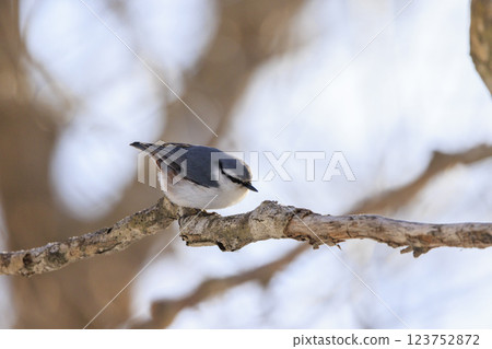 在北海道拍攝到的五子雀 123752872