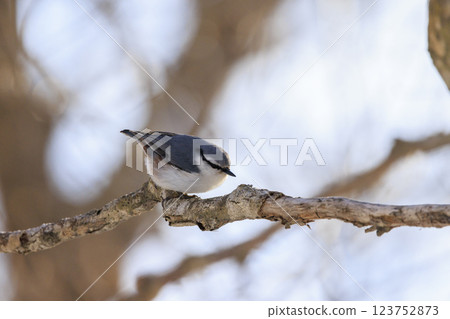 在北海道拍攝到的五子雀 123752873