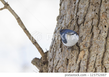 Nuthatch Photographed in Hokkaido 123752887