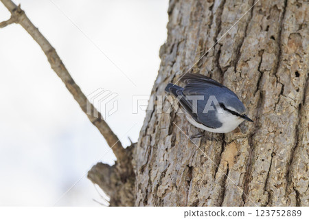 Nuthatch Photographed in Hokkaido 123752889