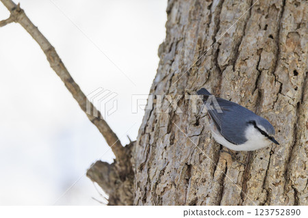 Nuthatch Photographed in Hokkaido 123752890