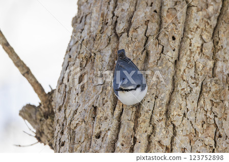 Nuthatch Photographed in Hokkaido 123752898