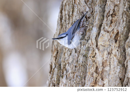 Nuthatch Photographed in Hokkaido 123752912