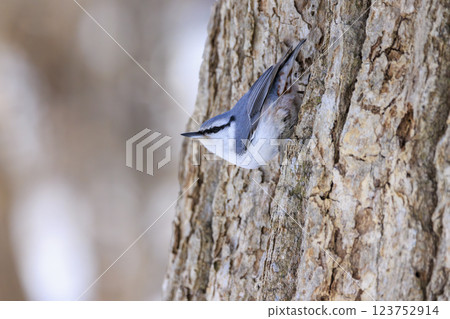 在北海道拍攝到的五子雀 123752914