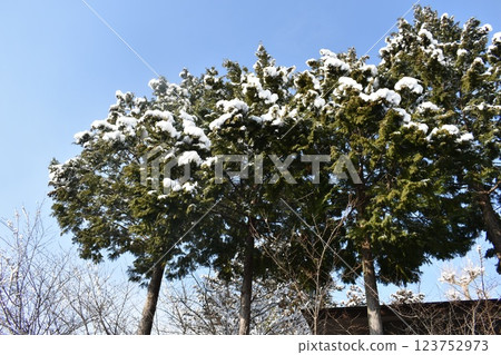 Kaiseiyama Daijingu Shrine Snow Scene Nature Kaiseiyama Daijingu Shrine Snow Scene Nature 123752973