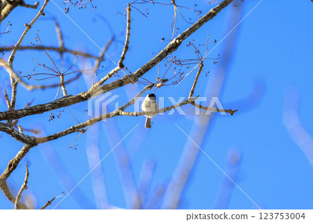 A large-billed tit photographed in Hokkaido A large-billed tit photographed in Hokkaido 123753004