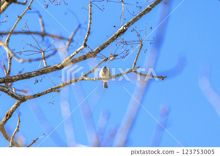 A large-billed tit photographed in Hokkaido 123753005