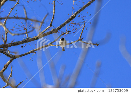 A large-billed tit photographed in Hokkaido 123753009