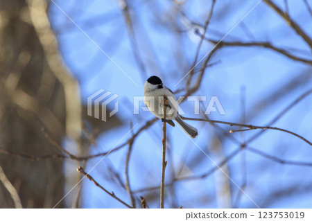 在北海道拍攝到的大嘴山雀 123753019
