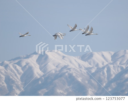 A flock of whooper swans flying with the snowy Mount Niouji in the background 123753077