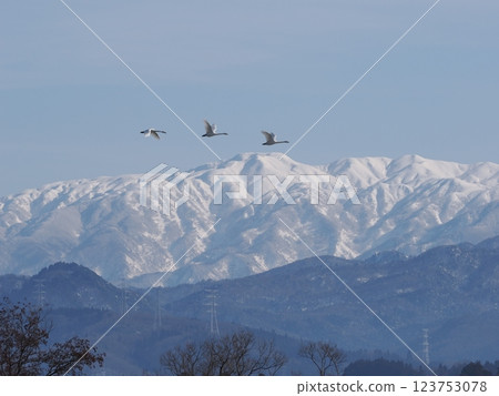 A flock of whooper swans flying with the snowy Mount Niouji in the background 123753078