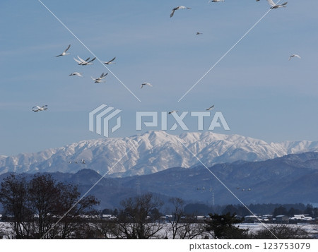 A flock of whooper swans flying with the snowy Mount Niouji in the background A flock of whooper swans flying with the snowy Mount Niouji in the background 123753079
