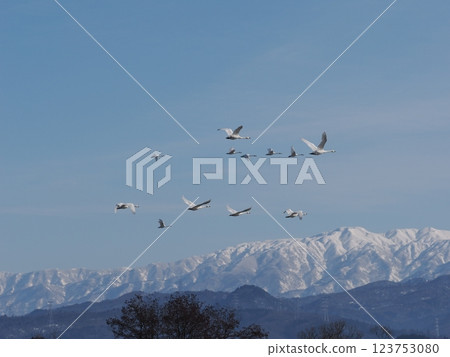 A flock of whooper swans flying with the snowy Mount Niouji in the background A flock of whooper swans flying with the snowy Mount Niouji in the background 123753080
