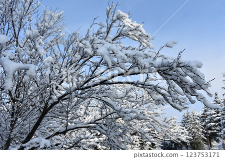 開成山大神宮的雪景 123753171