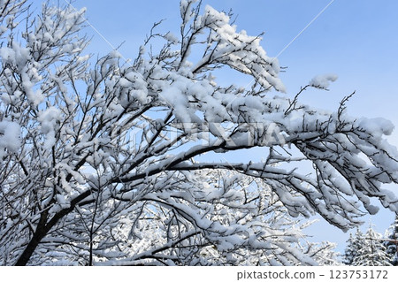 開成山大神宮的雪景 123753172