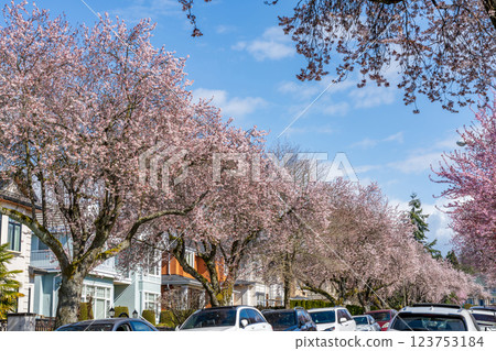 Vancouver city cherry blossom in beautiful full bloom in West 22nd Avenue, Arbutus Ridge residential neighbourhood. BC, Canada. 123753184