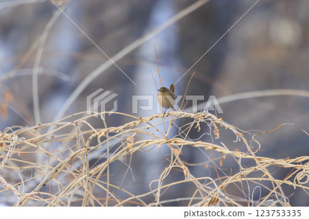 在北海道拍攝到的鷦鷯 123753335