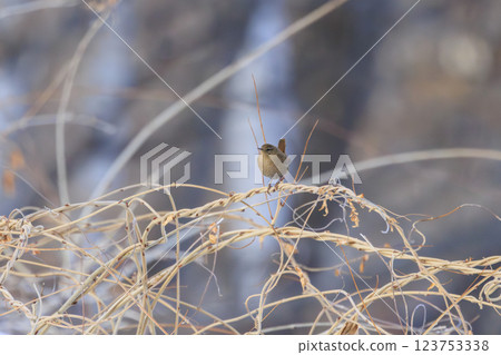 在北海道拍攝到的鷦鷯 123753338