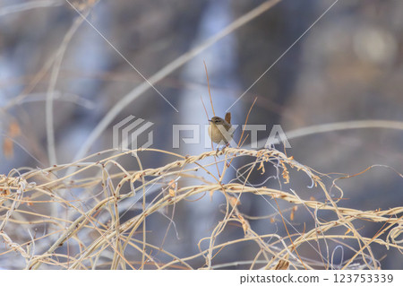 在北海道拍攝到的鷦鷯 123753339
